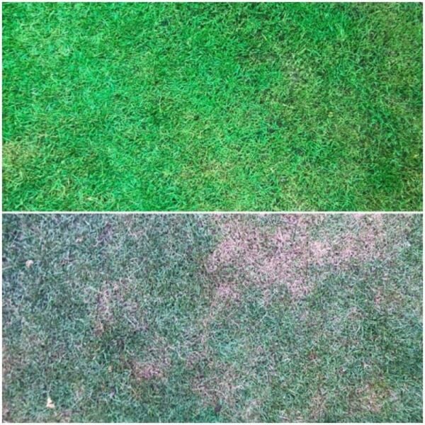 İsonem Grass Paint Çim Boyası