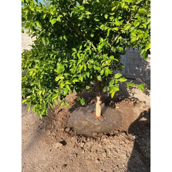 İsonem Soil Water Trap Toprak Su Tutucu