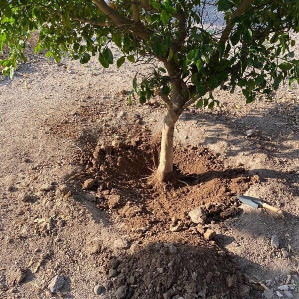 İsonem Soil Water Trap Toprak Su Tutucu